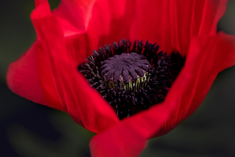Red Poppy Flower — Dramatic, Photograph, Petals, Center
