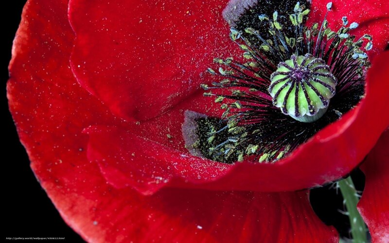 Red Poppy Flower — Dramatic, Photograph, Petals, Stamen
