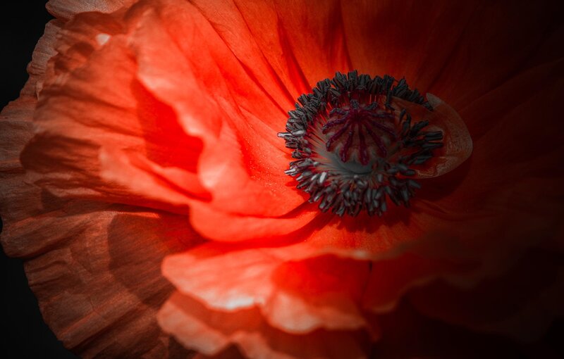 Red Poppy Flower — Dramatic, Photograph, Petals