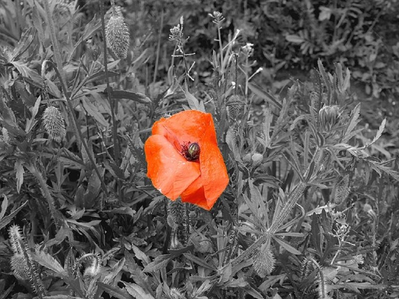 Red Poppy Flower — Dramatic, Photograph, Plant