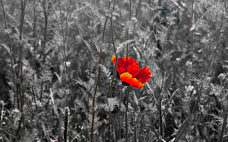 Red Poppy Flower — Dramatic, Photograph, Plants