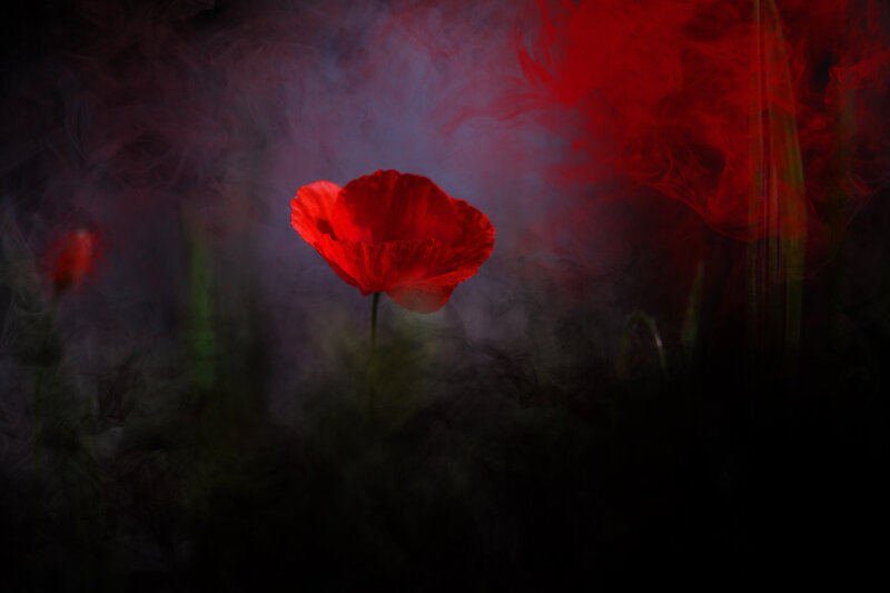 Red Poppy Flower — Dramatic, Photograph, Smoke