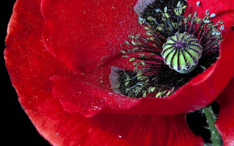 Red Poppy Flower — Dramatic, Photograph, Stamen