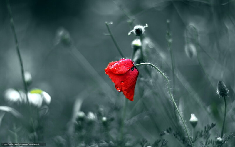 Red Poppy Flower — Dramatic, Photograph, Stem, Bud