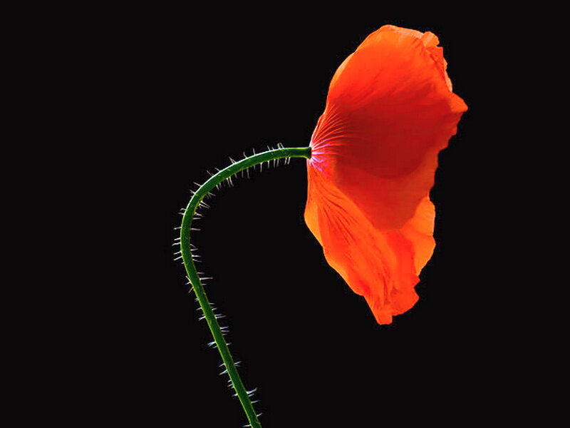 Red Poppy Flower — Dramatic, Photograph, Stem, Petal