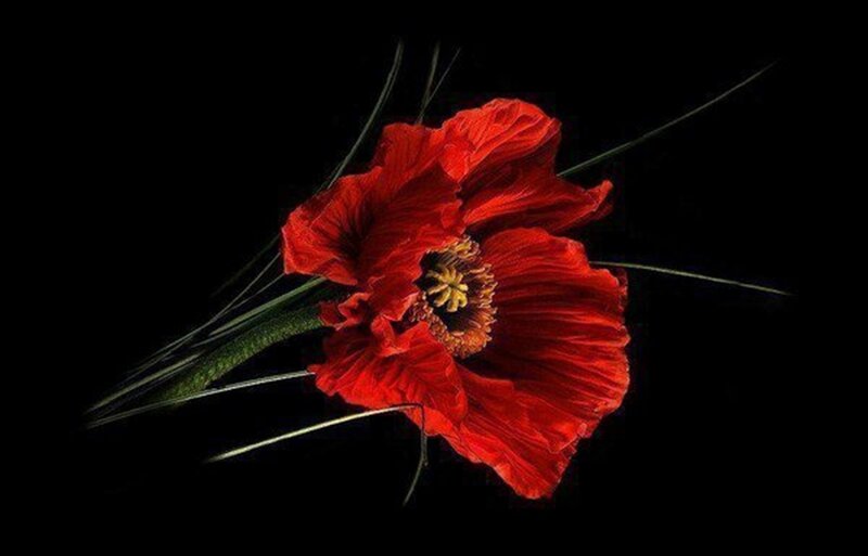 Red Poppy Flower — Dramatic, Photograph, Stem, Petals