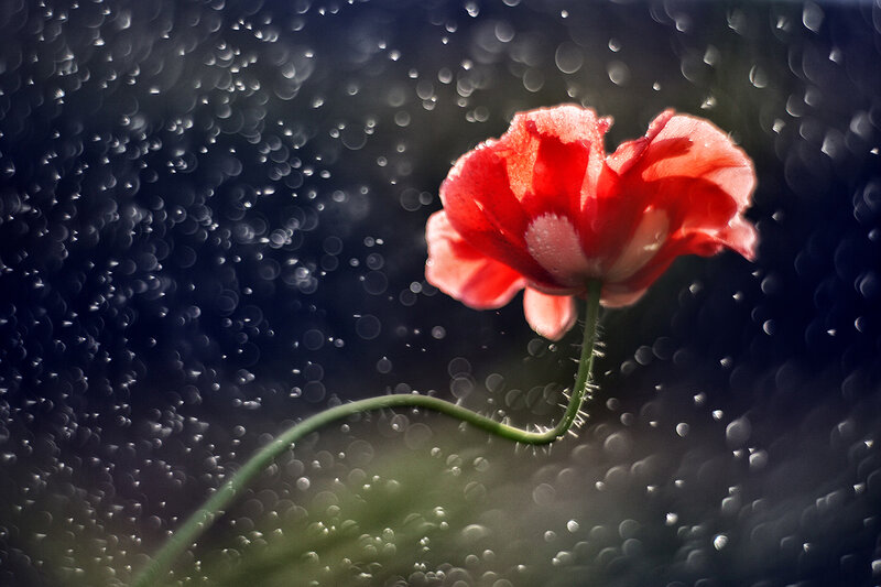 Red Poppy Flower — Dramatic, Photograph, Stem, Raindrops