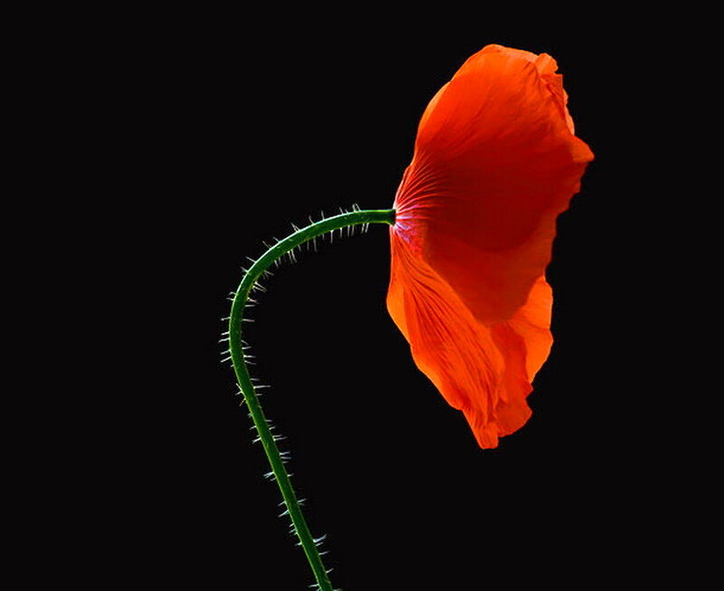 Red Poppy Flower — Dramatic, Photograph, Stem