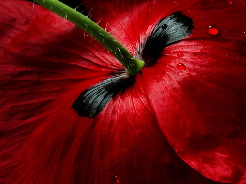 Red Poppy Flower — Dramatic, Photograph, Stem, Water Droplets, Petal, Green