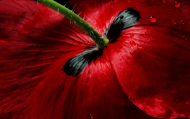 Red Poppy Flower — Dramatic, Photograph, Stem, Water Droplets