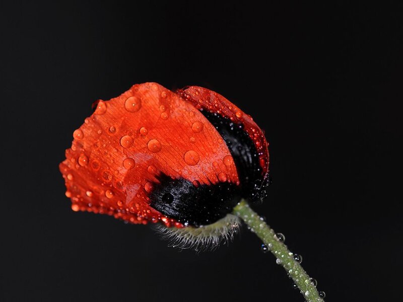 Red Poppy Flower — Dramatic, Photograph