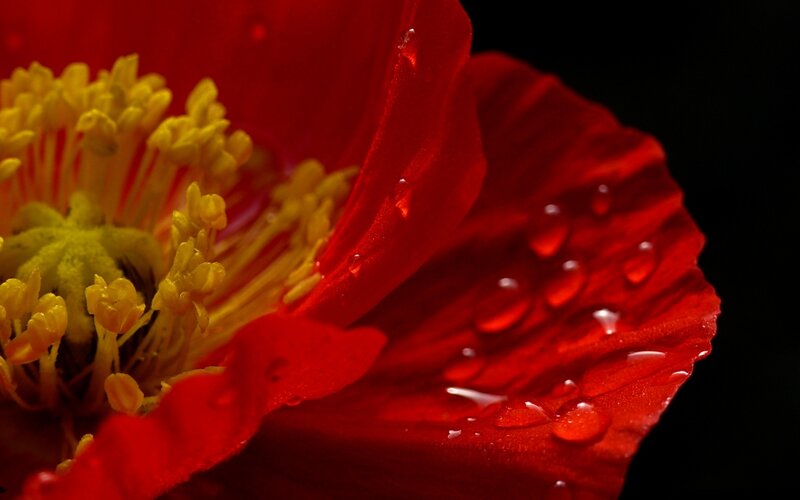 Red Poppy Flower — Dramatic, Photograph, Yellow Stamen