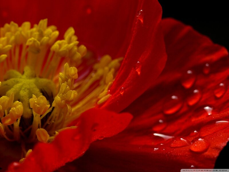 Red Poppy Flower — Dramatic, Photograph, Yellow Stamen, Water Droplets