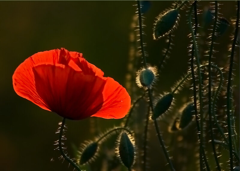 Red Poppy Flower — Dramatic, Sunset, Photograph, Buds