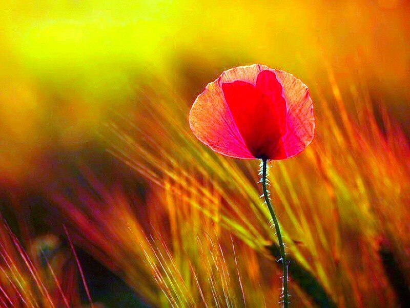 Red Poppy Flower — Dramatic, Sunset, Photograph, Field, Stem