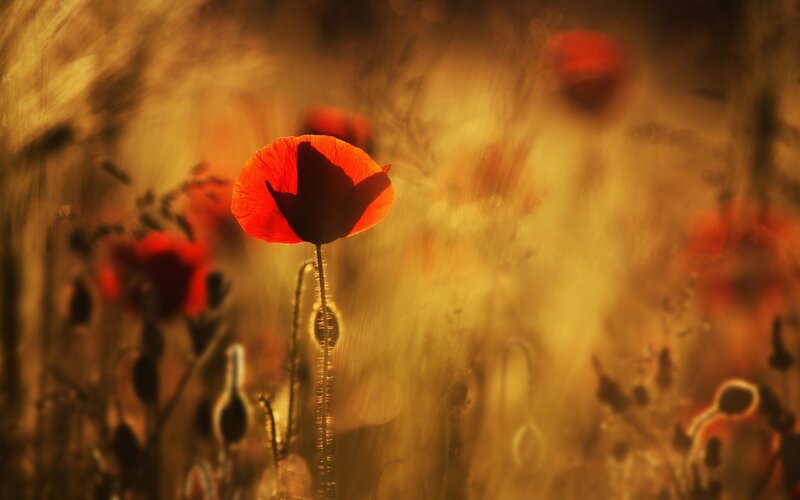 Red Poppy Flower — Dramatic, Sunset, Photograph, Field