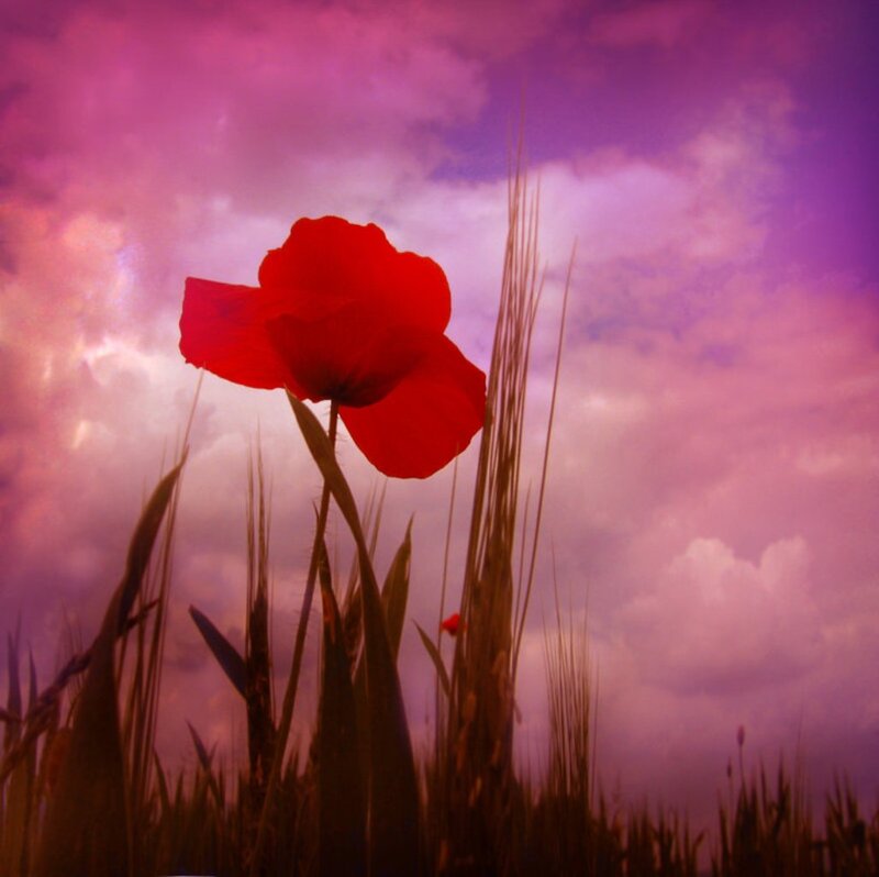 Red Poppy Flower — Dramatic, Sunset, Photograph, Grass