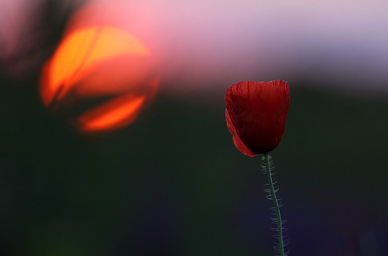 Red Poppy Flower — Dramatic, Sunset, Photograph, Sun