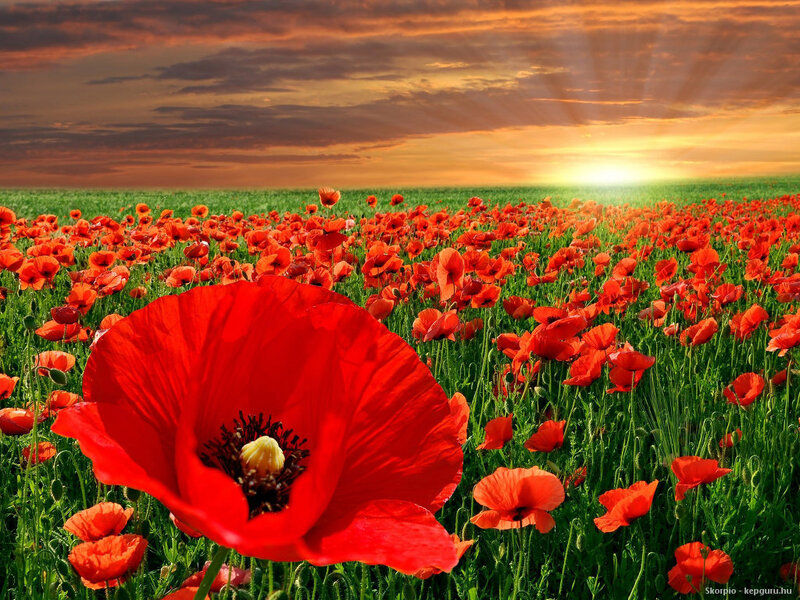 Red Poppy Flower — Dramatic, Sunset, Photograph