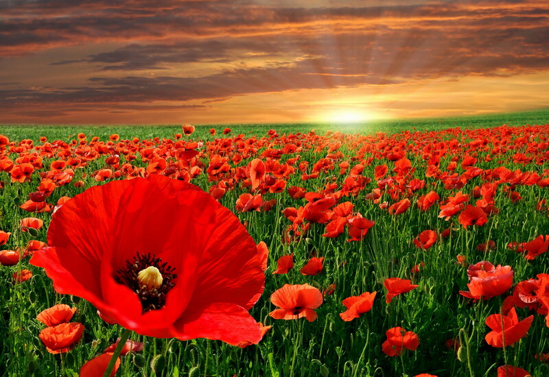 Red Poppy Flower — Dramatic, Sunset