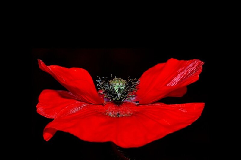 Red Poppy Flower — Dramatic