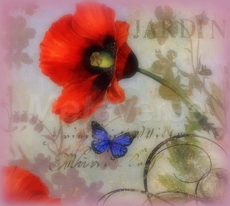 Red Poppy Flower — Dreamy, Illustration