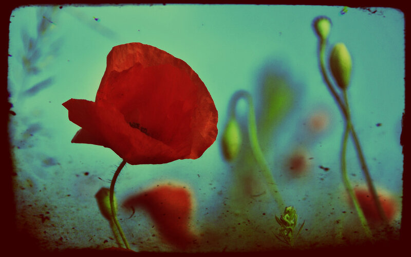 Red Poppy Flower — Dreamy