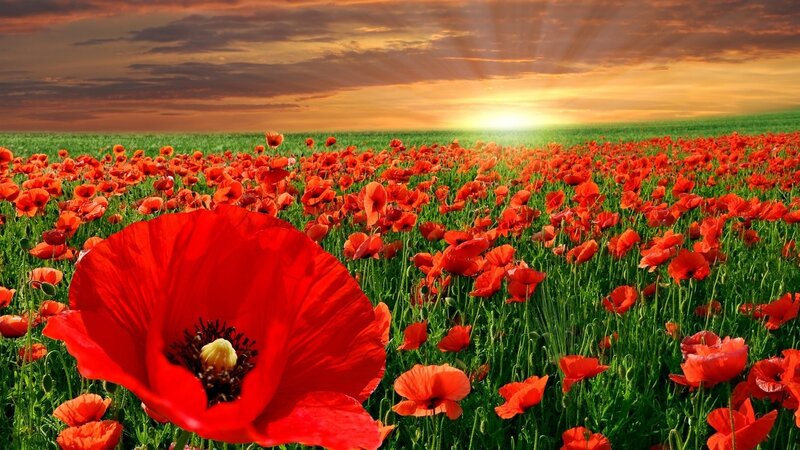 Red Poppy Flower Field — Dramatic