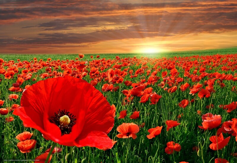 Red Poppy Flower Field — Serene
