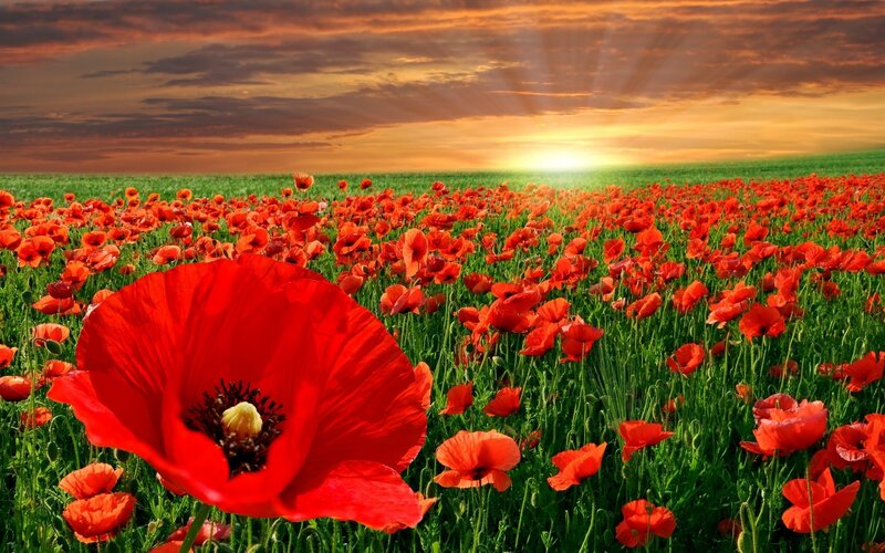 Red Poppy Flower Field