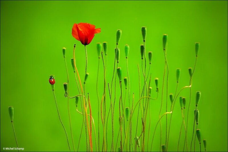 Red Poppy Flower — Green