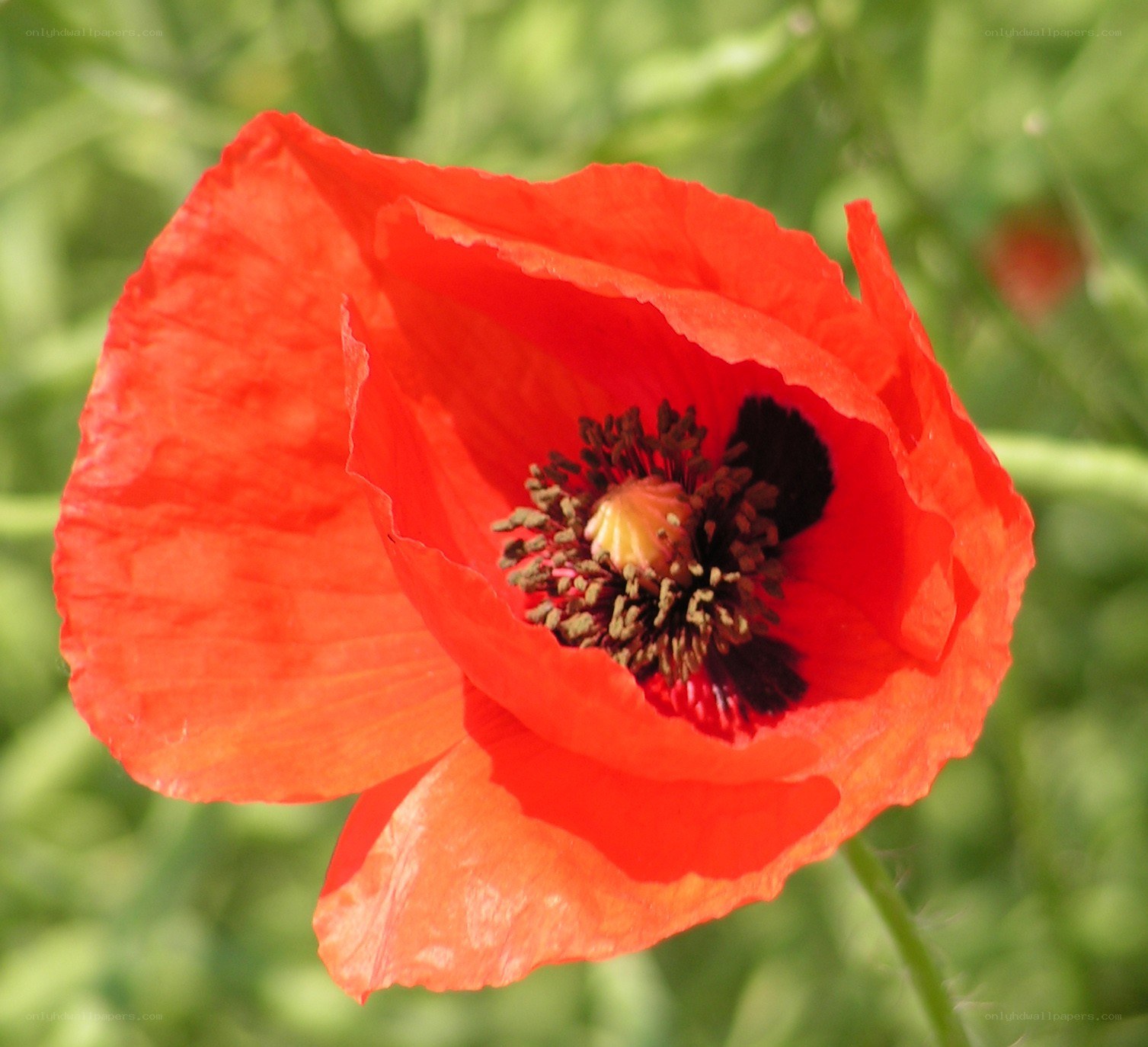 Red poppy flower in bloom