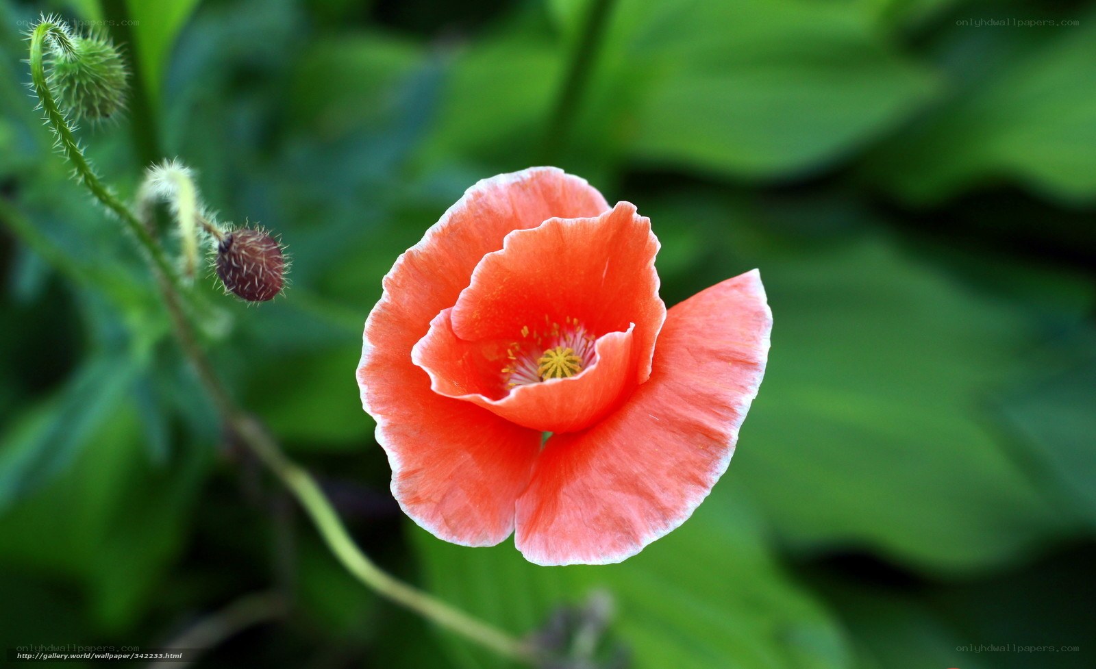 Red poppy flower in bloom