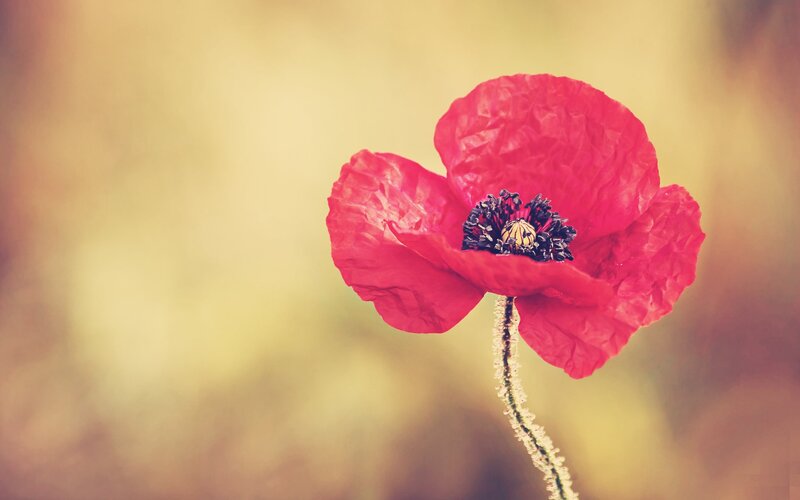 Red poppy flower in focus