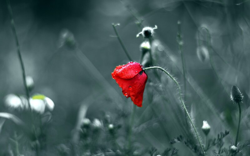 Red Poppy Flower — Melancholic
