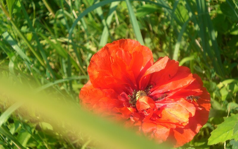Red Poppy Flower — Natural, Afternoon, Photograph, Bee, Grass