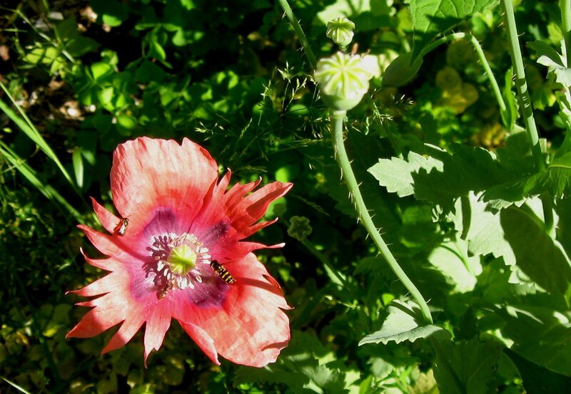 Red Poppy Flower — Natural, Afternoon, Photograph, Bee