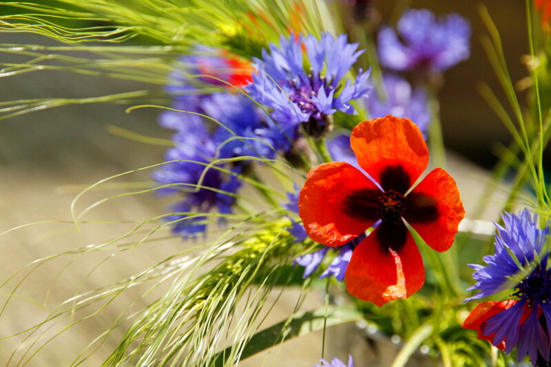 Red Poppy Flower — Natural, Afternoon, Photograph, Blue Cornflowers