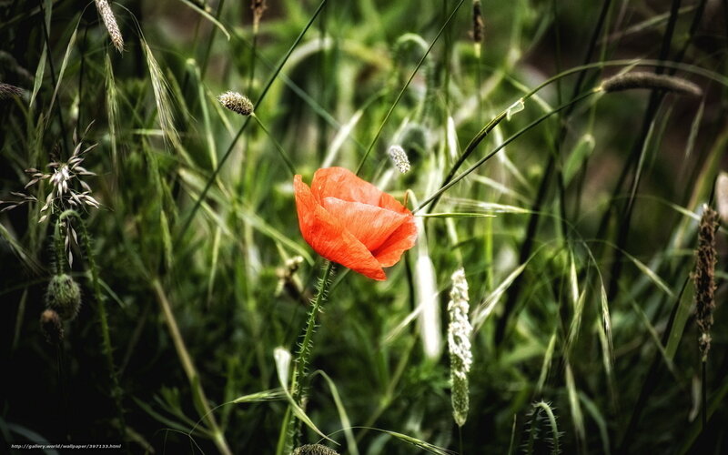 Red Poppy Flower — Natural, Afternoon, Photograph, Grass, Weeds