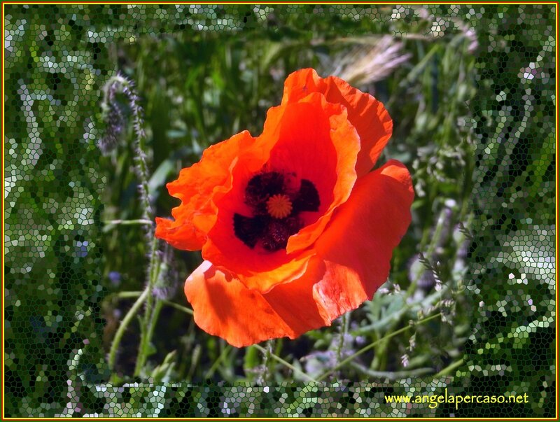 Red Poppy Flower — Natural, Afternoon, Photograph, Green Grass, Flower Center