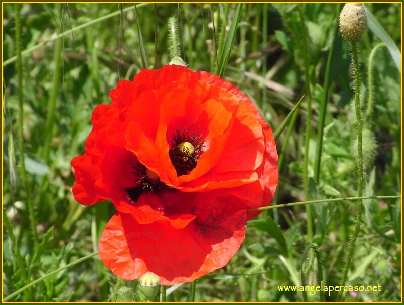 Red Poppy Flower — Natural, Afternoon, Photograph, Green Grass