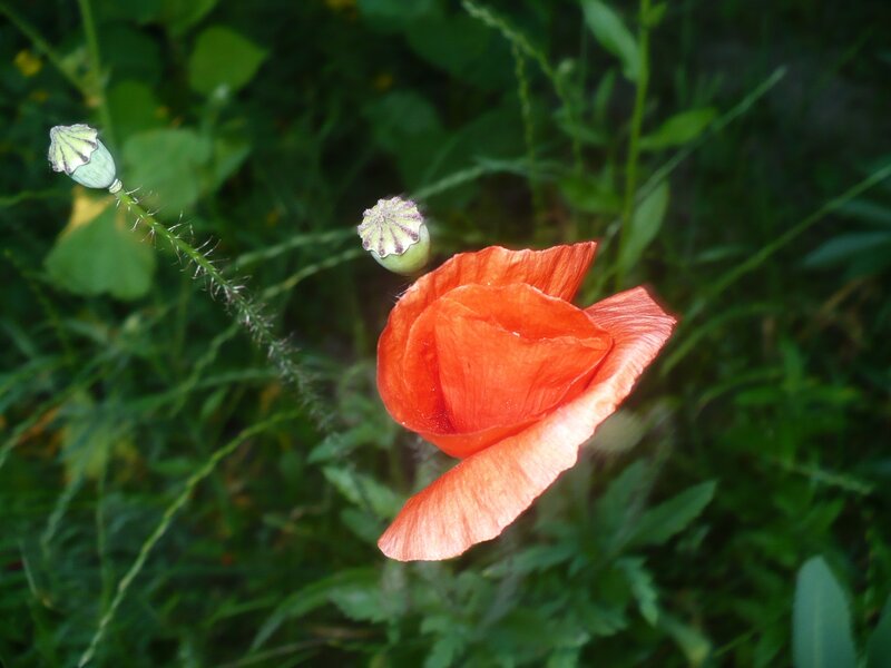 Red Poppy Flower — Natural, Afternoon, Photograph, Green Leaves, Poppy Buds