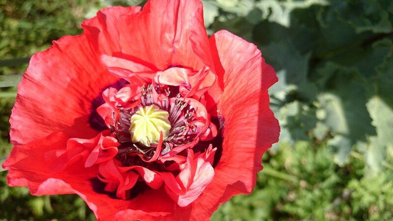 Red Poppy Flower — Natural, Afternoon, Photograph, Petals