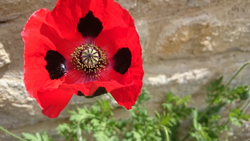 Red Poppy Flower — Natural, Afternoon, Photograph, Stone Wall
