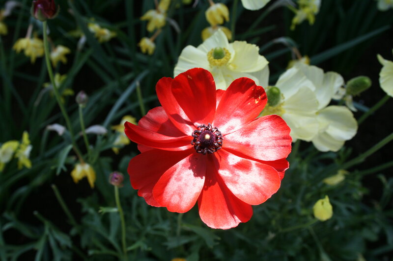 Red Poppy Flower — Natural, Afternoon, Photograph, Yellow Flowers