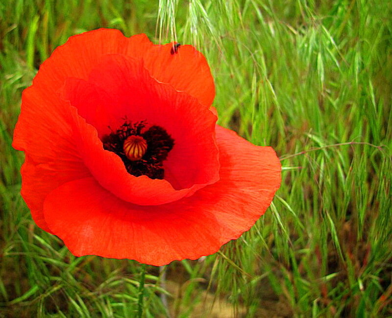 Red Poppy Flower — Natural, Afternoon
