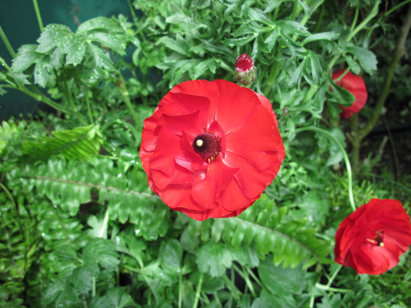 Red Poppy Flower — Natural, Photograph, Green Leaves