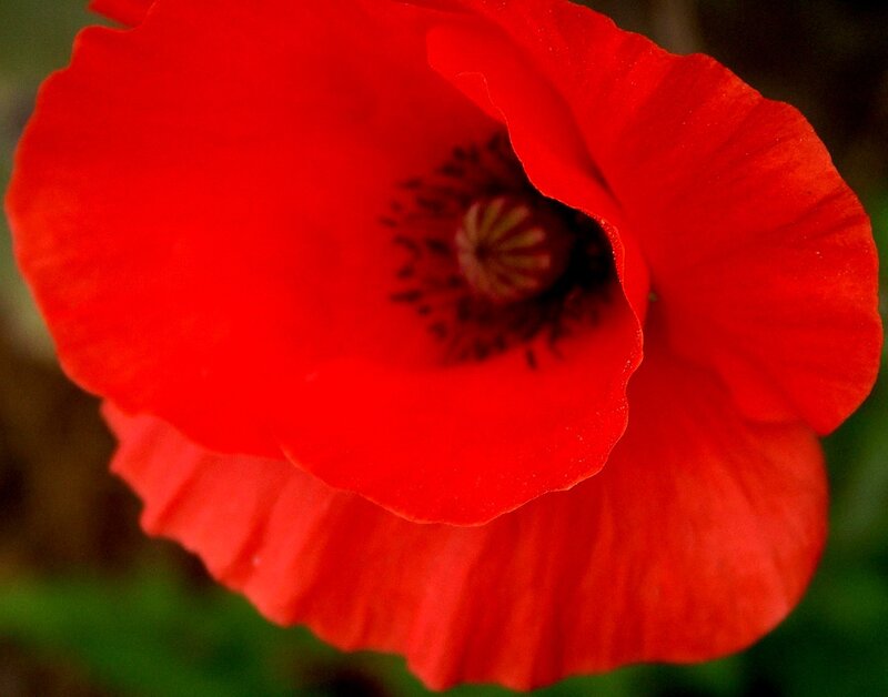 Red Poppy Flower — Natural, Photograph