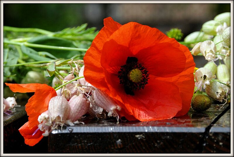 Red Poppy Flower — Natural, Spring, Photograph, Bellflowers