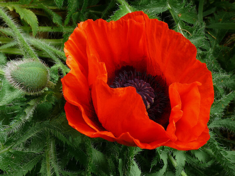 Red Poppy Flower — Natural, Spring, Photograph